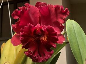 Rhyncholaeliocattleya Taeko Tamaki