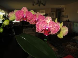 Phalaenopsis Taisuco Deiform