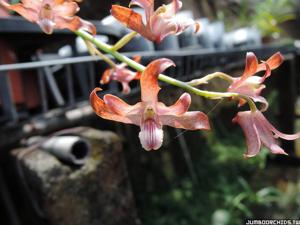 Eulophyllum Jumbo Keith