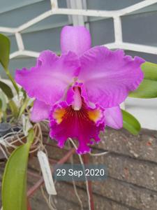 Rhyncholaeliocattleya Phet Ratsima