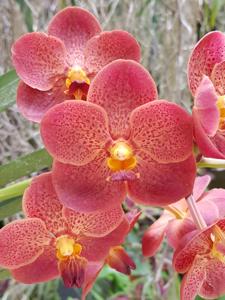 Vanda Chantra