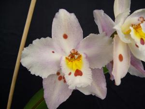Oncidium Teipels Waisavranch