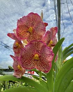 Vanda Goodwin's Blue