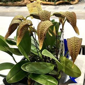 Bulbophyllum Hsinying Grand-arfa
