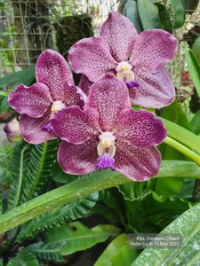 Papilionanda Corneels Cilliers