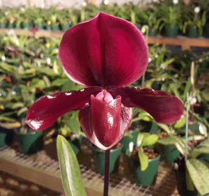 <i>Paphiopedilum</i> Krull's Worthy Web