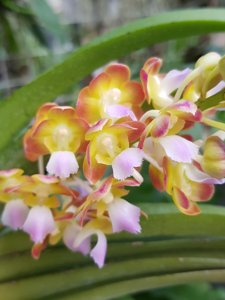 Perreiraara Bangkok Sunset