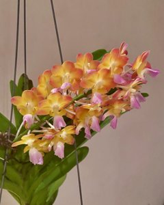 Perreiraara Bangkok Sunset