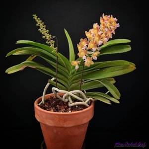 Perreiraara Bangkok Sunset