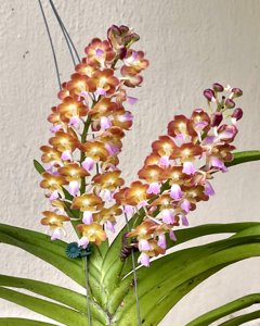 Perreiraara Bangkok Sunset