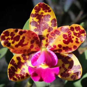 <i>Cattleya</i> Amigo Aniel Carnier