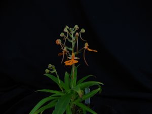 Habenaria Tanager