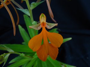 Habenaria Tanager