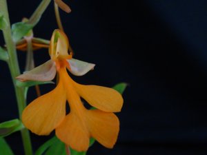 Habenaria Tanager