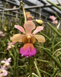 <i>Papilionanda</i> Mem. Anri Bracker