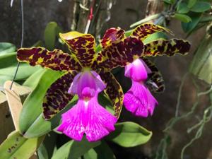 <i>Cattleya</i> Aclandiana