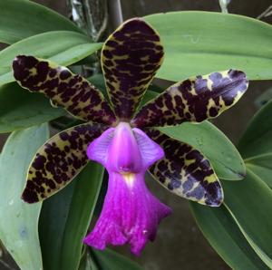 Cattleya Aclandiana
