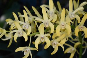 <i>Dendrobium</i> Henk Vandenberg