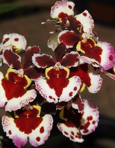 Rodrumnia Orchidom Bright Dawn
