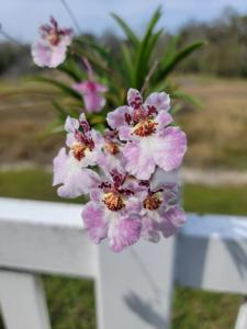 Zelumguezia Orchidom Dancing Elf