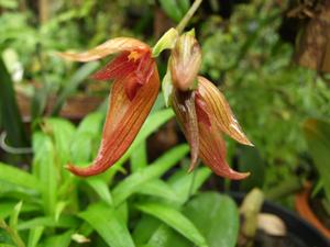 <i>Bulbophyllum</i> Tee Naga