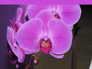 Phalaenopsis Unimax Cinderella