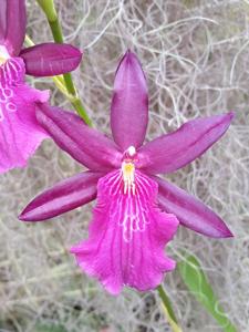 <i>Miltonia</i> Wine Leopard FCA