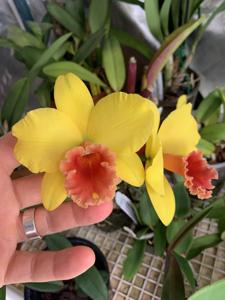 Rhyncattleanthe Toshie's Charm