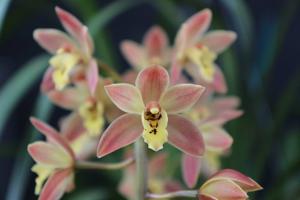 Cymbidium Memoria Thuy-Hong Bui