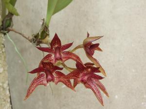 <i>Bulbophyllum</i> Tien Noi Evening Star