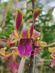 Dendrobium Najib Rosmah