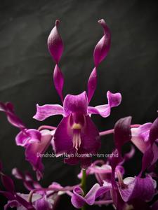 Dendrobium Najib Rosmah