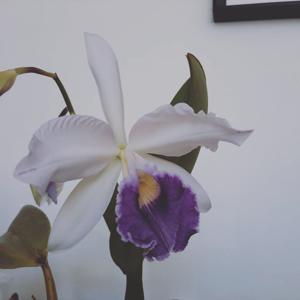 <i>Cattleya</i> Guasipati