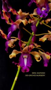 Dendrobium Kaifano