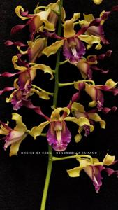 Dendrobium Kaifano