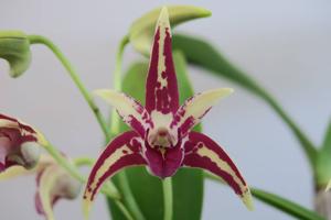 <i>Dendrobium</i> Balnarring
