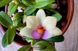 <i>Dendrobium</i> Nagomi