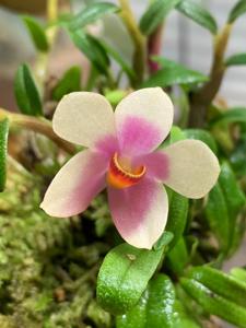 Dendrobium Nagomi