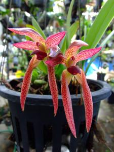 Bulbophyllum Supat Burgundy Flamingo