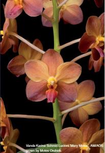 <i>Vanda</i> Karina Schmid Lucioni