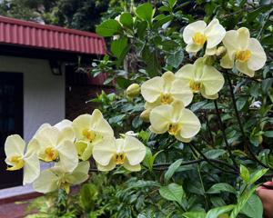 Phalaenopsis Heliodor