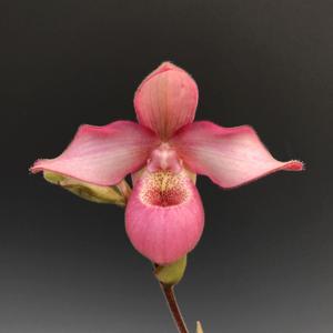 <i>Phragmipedium</i> Vyonne Fay Wilson