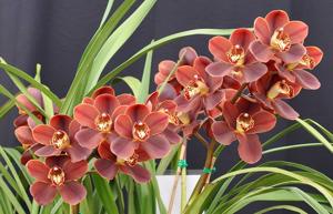 Cymbidium Apache Flame