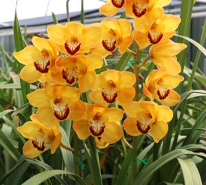 Cymbidium Lunar Bullion