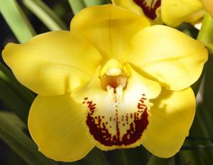 Cymbidium Lunar Bullion