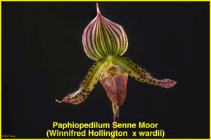Paphiopedilum Senne Moor