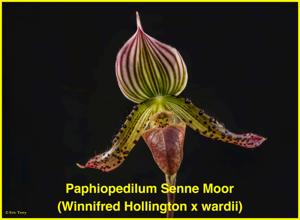 Paphiopedilum Senne Moor