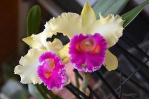 Rhyncholaeliocattleya Sweet Sarah