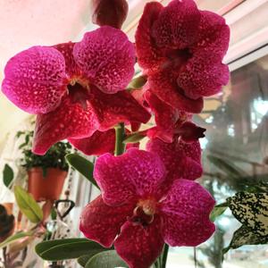 Vanda Yano Blue