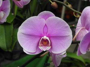 Phalaenopsis Taida New Luchia